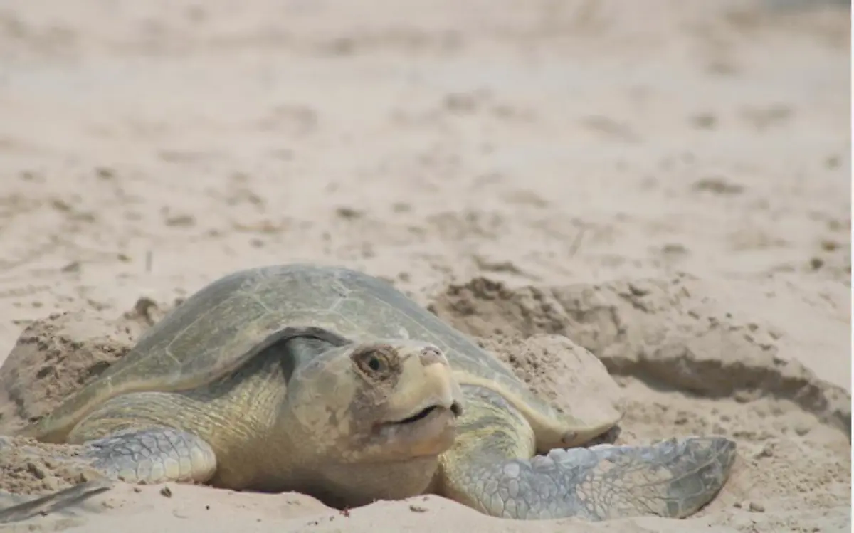 Sordera a tortugas